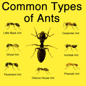 ant chart