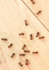 ants floor1