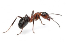 ants pest pro exterminatin long island