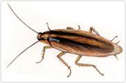 asian roach