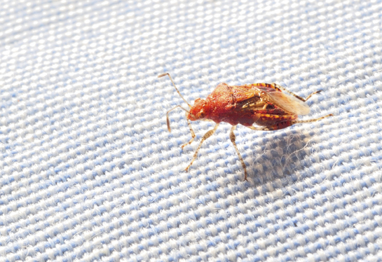 bedbugs21