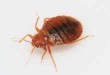 long island pest pro exterminating bed bugs