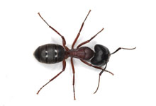 long island pest pro exterminating carpenter ant