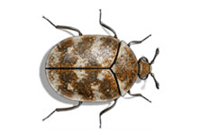 long island pest pro exterminating carpenter carpet beetle
