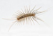 long island pest pro exterminating centipede