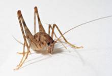 long island pest pro exterminating cricket