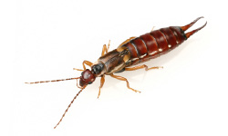 long island pest pro exterminating ear wigs