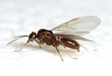 long island pest pro exterminating flying ant