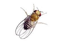 long island pest pro exterminating fruit fly