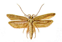 long island pest pro exterminating grain moth