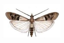 long island pest pro exterminating meal moth