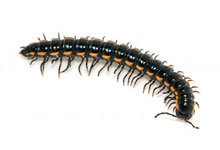 long island pest pro exterminating millepede