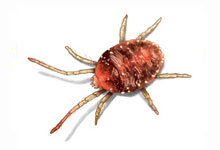 long island pest pro exterminating mites