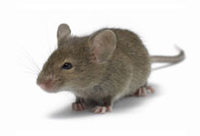 long island pest pro exterminating mouse