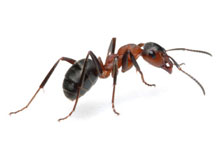 long island pest pro exterminating odorous ant