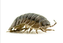 long island pest pro exterminating pill bug