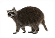 long island pest pro exterminating raccoon