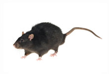 long island pest pro exterminating rat