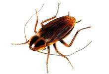 long island pest pro exterminating roach