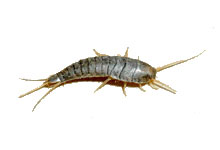 long island pest pro exterminating silverfish