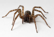long island pest pro exterminating spider