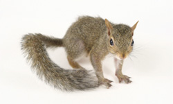 long island pest pro exterminating squirrel