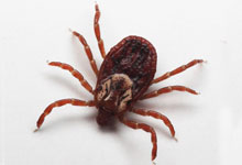 long island pest pro exterminating tick