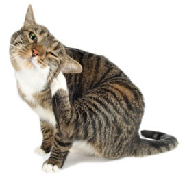 preventing cat fleas1