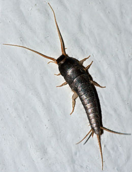 silverfish