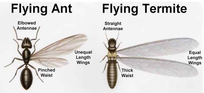 termite vs ant