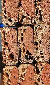 termite-wood