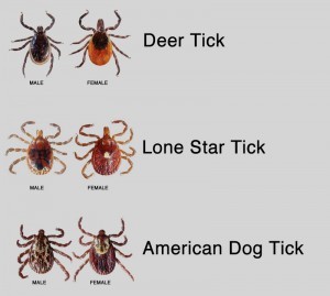ticks 300x269